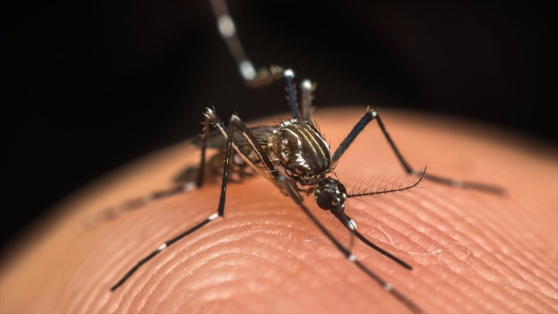 Understanding the Zika virus