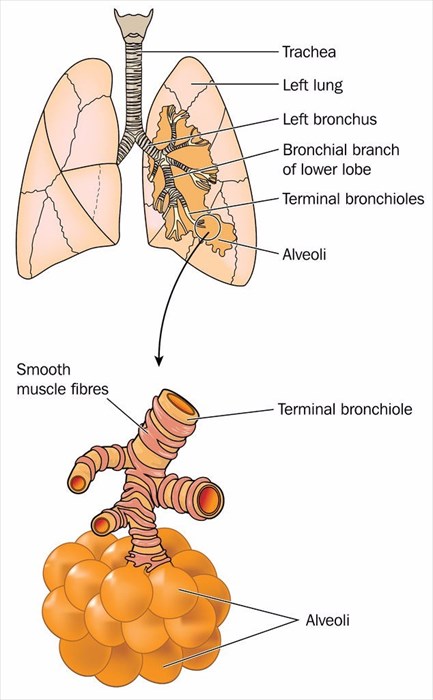 Excess mucus deals in nose