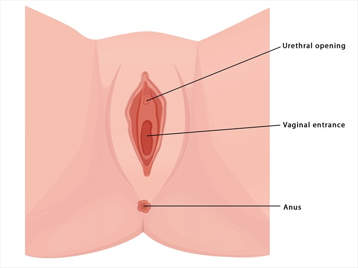 Black Pussy Diagram - 24 things every woman should know about her vagina