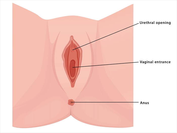 24 Things Every Woman Should Know About Her Vagina