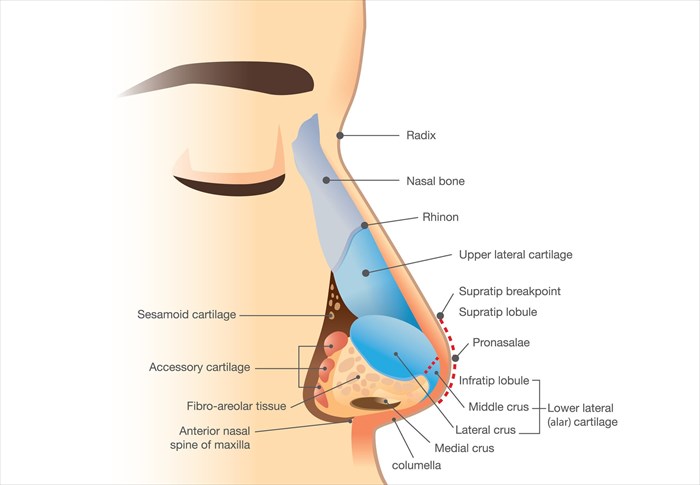 parts of the nose septum