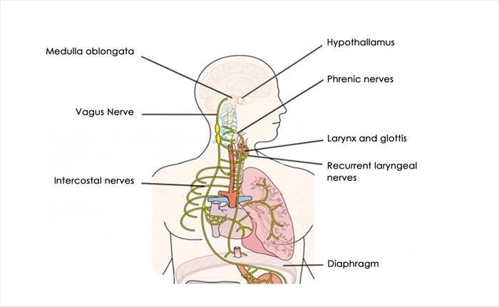 phrenic and vagus nerve