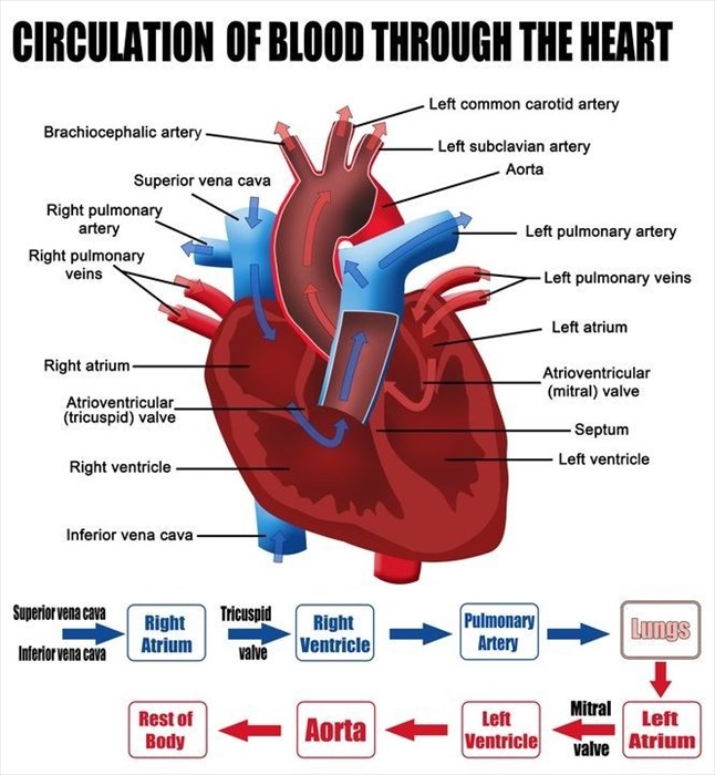 blood pressure heart