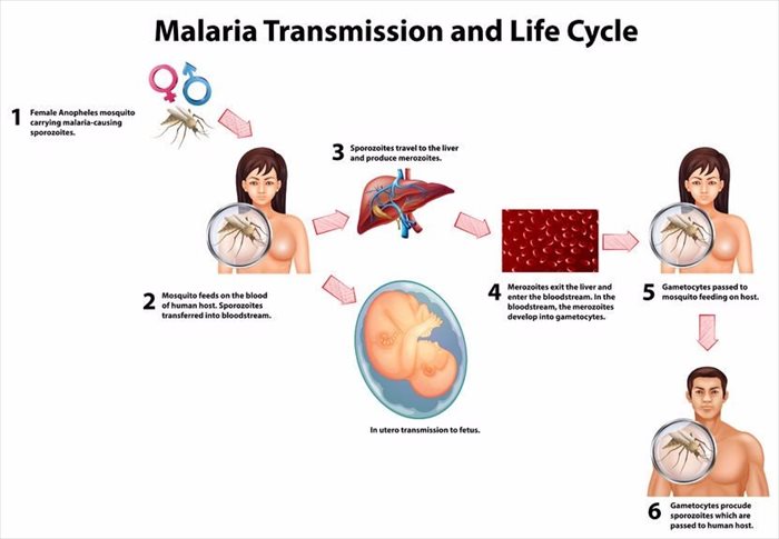 Malaria spread deals