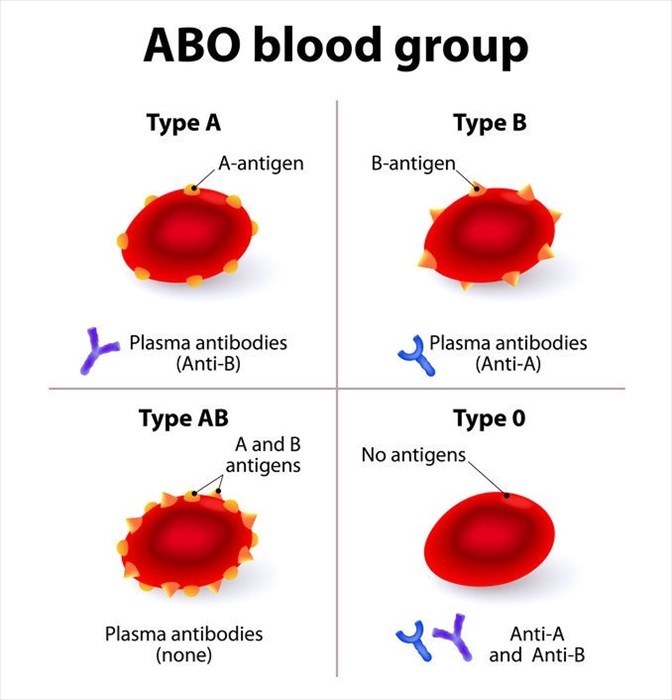 Blood Type Test Kit  Group A, B, O and Rhesus D