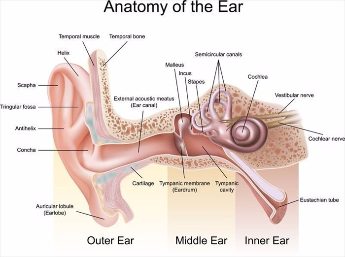 Inner Ear Infection: Symptoms, Signs & Causes