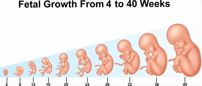 Pregnancy stages week by week