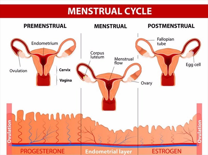 https://www.mymed.com/image/852/MedicalArticle/700